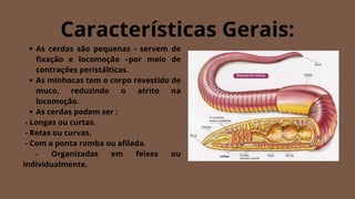 As cerdas são pequenas - servem de
fixação e locomoção –por meio de
contrações peristálticas.
As minhocas tem o corpo revestido de
muco, reduzindo o atrito na
locomoção.
As cerdas podem ser :
- Longas ou curtas.
- Retas ou curvas.
- Com a ponta romba ou afilada.
- Organizadas em feixes ou
individualmente.
Características Gerais:
 