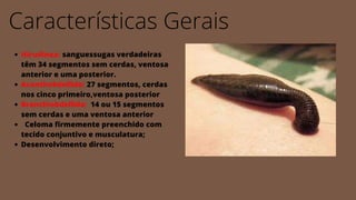 Características Gerais
Hirudinea: sanguessugas verdadeiras
têm 34 segmentos sem cerdas, ventosa
anterior e uma posterior.
Acanthobdellida: 27 segmentos, cerdas
nos cinco primeiro,ventosa posterior
Branchiobdellida: 14 ou 15 segmentos
sem cerdas e uma ventosa anterior
Celoma firmemente preenchido com
tecido conjuntivo e musculatura;
Desenvolvimento direto;
 