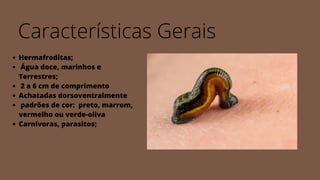 Características Gerais
Hermafroditas;
Água doce, marinhos e
Terrestres;
2 a 6 cm de comprimento
Achatadas dorsoventralmente
padrões de cor: preto, marrom,
vermelho ou verde-oliva
Carnívoras, parasitos;
 