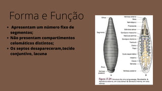 Forma e Função
Apresentam um número fixo de
segmentos;
Não presentam compartimentos
celomáticos distintos;
Os septos desapareceram,tecido
conjuntivo, lacuna
 