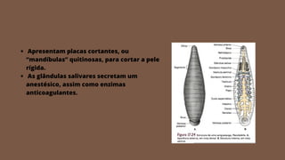 Apresentam placas cortantes, ou
“mandíbulas” quitinosas, para cortar a pele
rígida.
As glândulas salivares secretam um
anestésico, assim como enzimas
anticoagulantes.
 