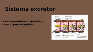 Sistema excretor
Por metanefrídeos e celomócitos;
10 a 17 pares de nefrídios.
 
