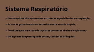 Sistema Respiratório
Essas espécies não apresentam estruturas especializadas na respiração;
As trocas gasosas ocorrem exclusivamente através da pele;
É realizada por uma rede de capilares presentes abaixo da epiderme;
Em algumas sanguessugas de peixes, contém as brânquias.
 