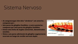 As sanguessugas têm dois “cérebros”: um anterior,
composto por :
Seis pares de gânglios fundidos, e outro posterior,
composto por sete pares de gânglios fundidos
Existe uma linha de órgãos sensoriais, denominados
sensilas.
Vinte e um pares adicionais de gânglios segmentares
ocorrem ao longo do cordão nervoso duplo.
Sistema Nervoso
 