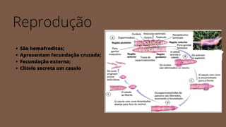 Reprodução
São hemafroditas;
Apresentam fecundação cruzada;
Fecundação externa;
Clitelo secreta um casulo
 