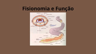 Fisionomia e Função
 