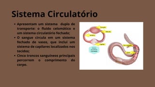 Sistema Circulatório
Apresentam um sistema duplo de
transporte: o fluido celomático e
um sistema circulatório fechado;
O sangue circula em um sistema
fechado de vasos, que inclui um
sistema de capilares localizados nos
tecidos;
Cinco troncos sanguíneos principais
percorrem o comprimento do
corpo.
 