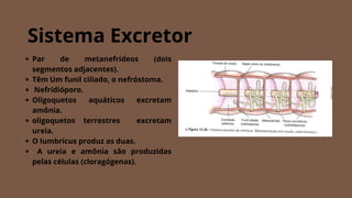 Sistema Excretor
Par de metanefrídeos (dois
segmentos adjacentes).
Têm Um funil ciliado, o nefróstoma.
Nefrídióporo.
Oligoquetos aquáticos excretam
amônia.
oligoquetos terrestres excretam
ureia.
O lumbricus produz as duas.
A ureia e amônia são produzidas
pelas células (cloragógenas).
 