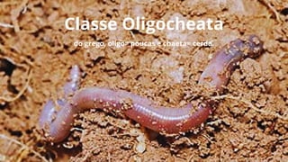 Classe Oligocheata
do grego, oligo= poucas e chaeta= cerda.
 