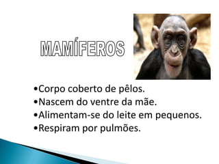 MAMÍFEROSCorpo coberto de pêlos.