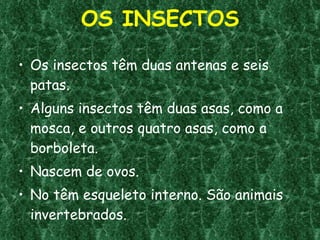 OS INSECTOS Os insectos têm duas antenas e seis patas. Alguns insectos têm duas asas, como a mosca, e outros quatro asas, como a borboleta. Nascem de ovos. No têm esqueleto interno. São animais invertebrados. 