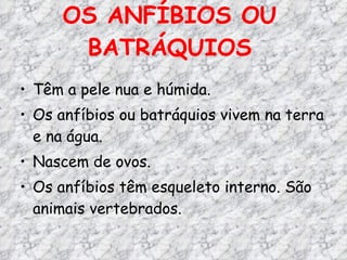 OS ANFÍBIOS OU BATRÁQUIOS Têm a pele nua e húmida. Os anfíbios ou batráquios vivem na terra e na água. Nascem de ovos. Os anfíbios têm esqueleto interno. São animais vertebrados. 