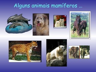 Alguns animais mamíferos … 