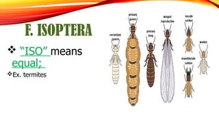 AGRICULTURE GRADE 10 CLASSES OF INSECTS.pptx