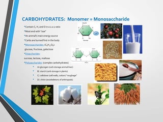 CARBOHYDRATES: Monomer = Monosaccharide
•Contain C, H, and O in a 1:2:1 ratio
•Most end with “ose”
•An animal’s main energy source
•Carbs are burned first in the body
•Monosaccharides: (C6H12O6):
glucose, fructose, galactose
•Disaccharides:
sucrose, lactose, maltose
•Polysaccharides: (complex carbohydrates)
• A) glycogen (carb storage animal liver)
• B) starch (carb storage in plants)
• C) cellulose (cell walls, cotton) “roughage”
• D) chitin (exoskeletons of arthropods)
 