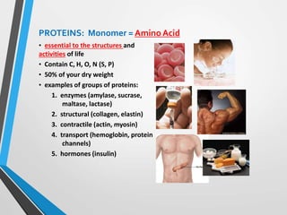 PROTEINS: Monomer = Amino Acid
• essential to the structures and
activities of life
• Contain C, H, O, N (S, P)
• 50% of your dry weight
• examples of groups of proteins:
1. enzymes (amylase, sucrase,
maltase, lactase)
2. structural (collagen, elastin)
3. contractile (actin, myosin)
4. transport (hemoglobin, protein
channels)
5. hormones (insulin)
 
