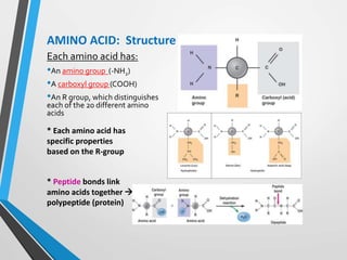 Each amino acid has:
•An amino group (-NH2)
•A carboxyl group (COOH)
•An R group, which distinguishes
each of the 20 different amino
acids
AMINO ACID: Structure
* Each amino acid has
specific properties
based on the R-group
* Peptide bonds link
amino acids together 
polypeptide (protein)
 