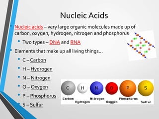 Nucleic Acids
• Nucleic acids – very large organic molecules made up of
carbon, oxygen, hydrogen, nitrogen and phosphorus
• Two types – DNA and RNA
• Elements that make up all living things…
• C – Carbon
• H – Hydrogen
• N – Nitrogen
• O – Oxygen
• P – Phosphorus
• S – Sulfur
 
