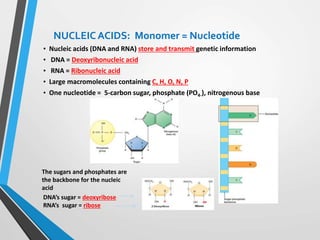 NUCLEICACIDS: Monomer = Nucleotide
• Nucleic acids (DNA and RNA) store and transmit genetic information
• DNA = Deoxyribonucleic acid
• RNA = Ribonucleic acid
• Large macromolecules containing C, H, O, N, P
• One nucleotide = 5-carbon sugar, phosphate (PO4-), nitrogenous base
The sugars and phosphates are
the backbone for the nucleic
acid
DNA’s sugar = deoxyribose
RNA’s sugar = ribose
 
