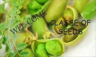 CLASSE OF
SEEDS
 