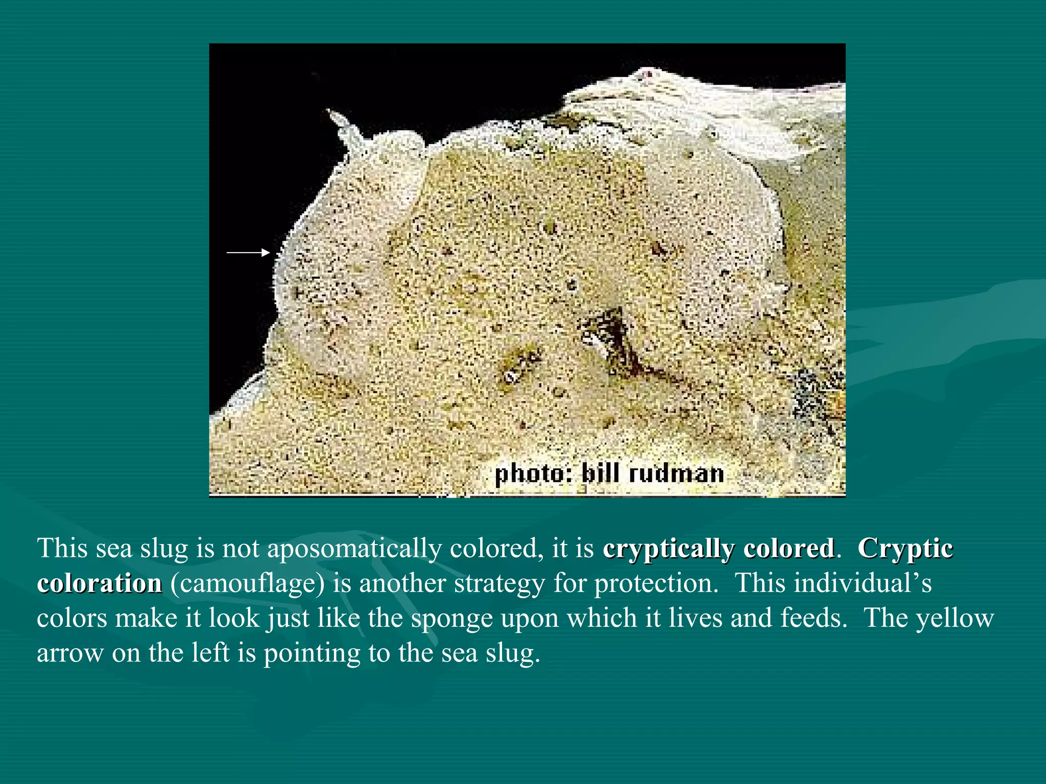 This sea slug is not aposomatically colored, it is cryptically coloredcryptically colored. CrypticCryptic
colorationcoloration (camouflage) is another strategy for protection. This individual’s
colors make it look just like the sponge upon which it lives and feeds. The yellow
arrow on the left is pointing to the sea slug.
 