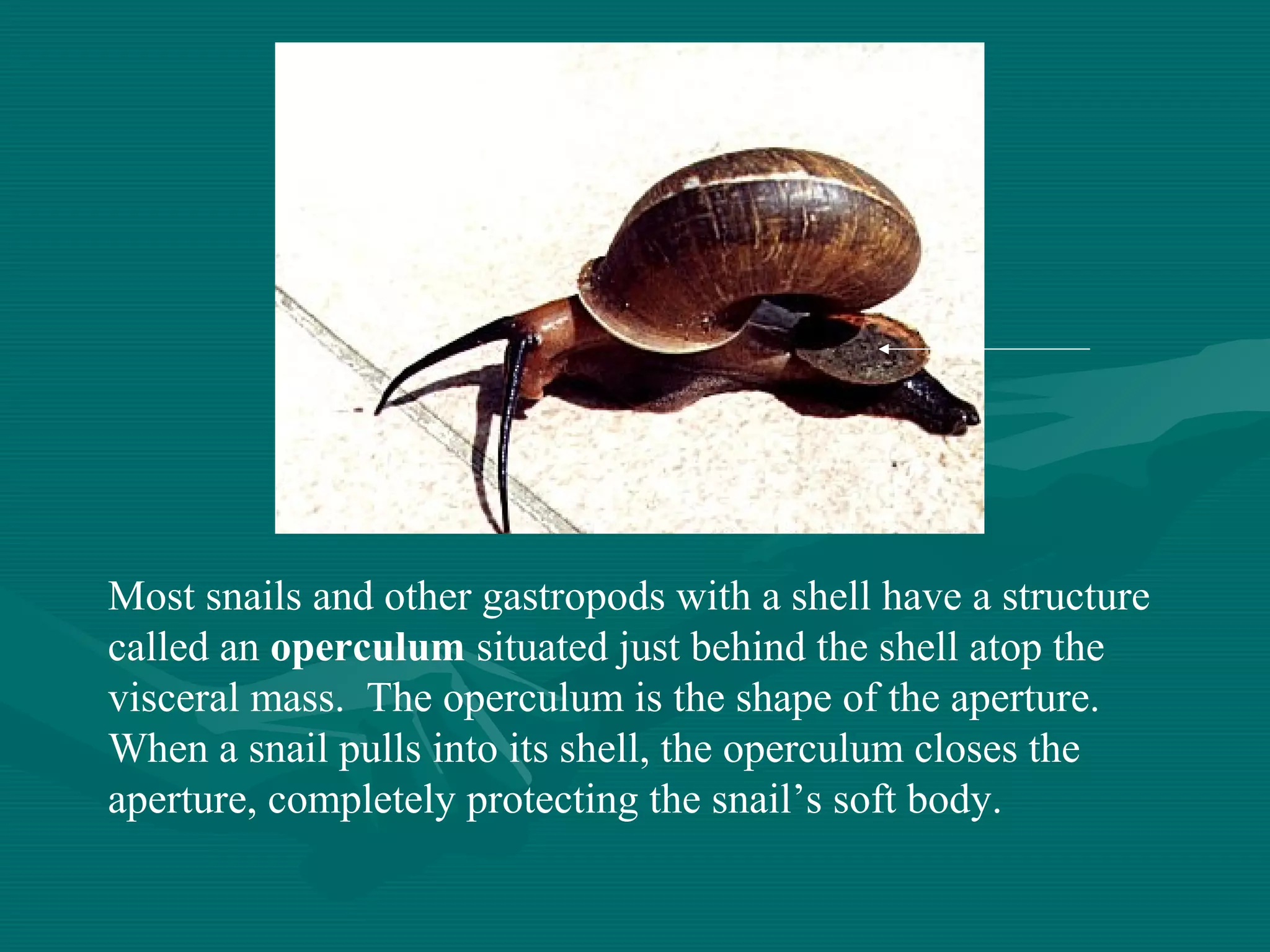 Most snails and other gastropods with a shell have a structure
called an operculum situated just behind the shell atop the
visceral mass. The operculum is the shape of the aperture.
When a snail pulls into its shell, the operculum closes the
aperture, completely protecting the snail’s soft body.
 