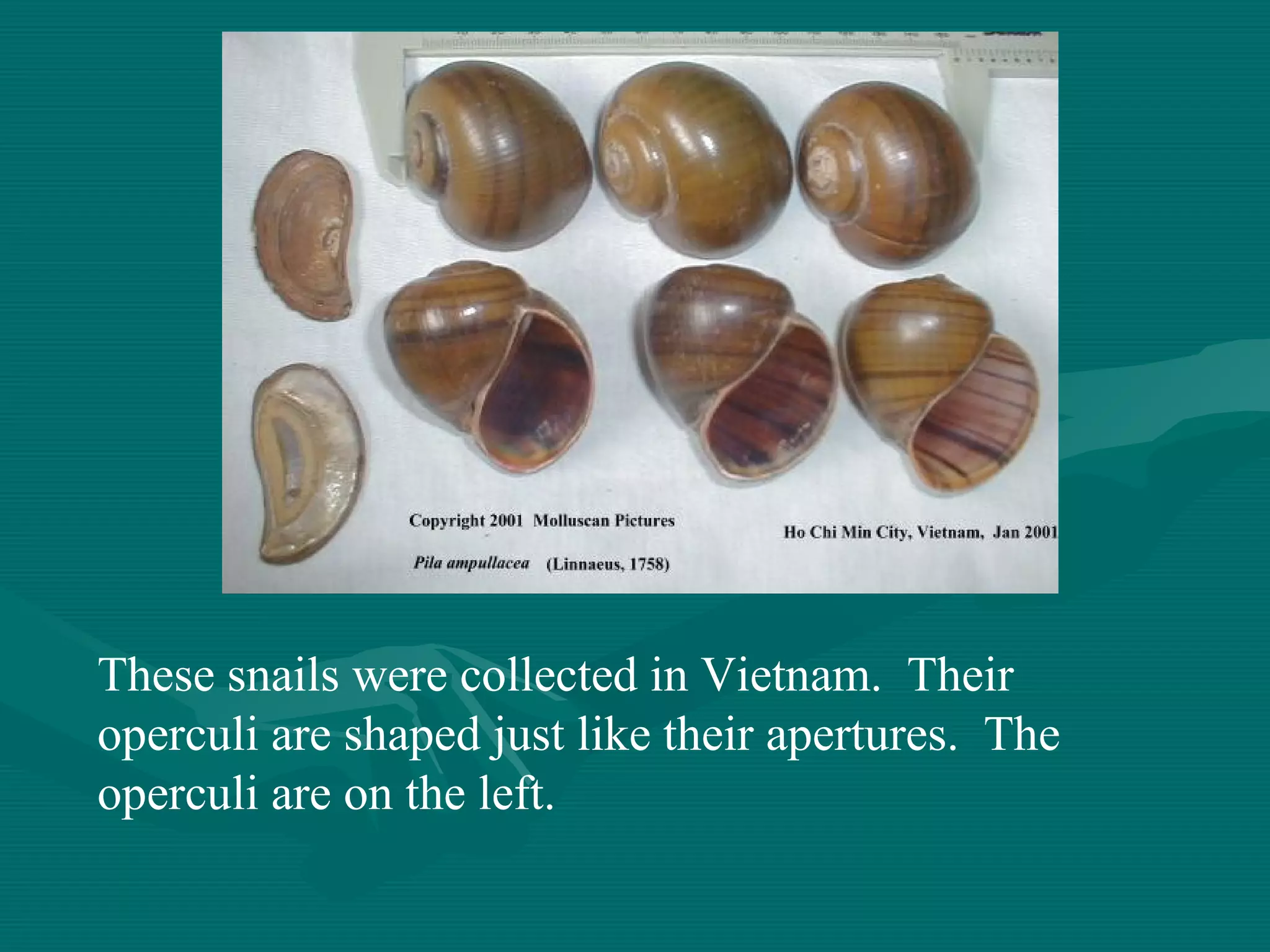 These snails were collected in Vietnam. Their
operculi are shaped just like their apertures. The
operculi are on the left.
 