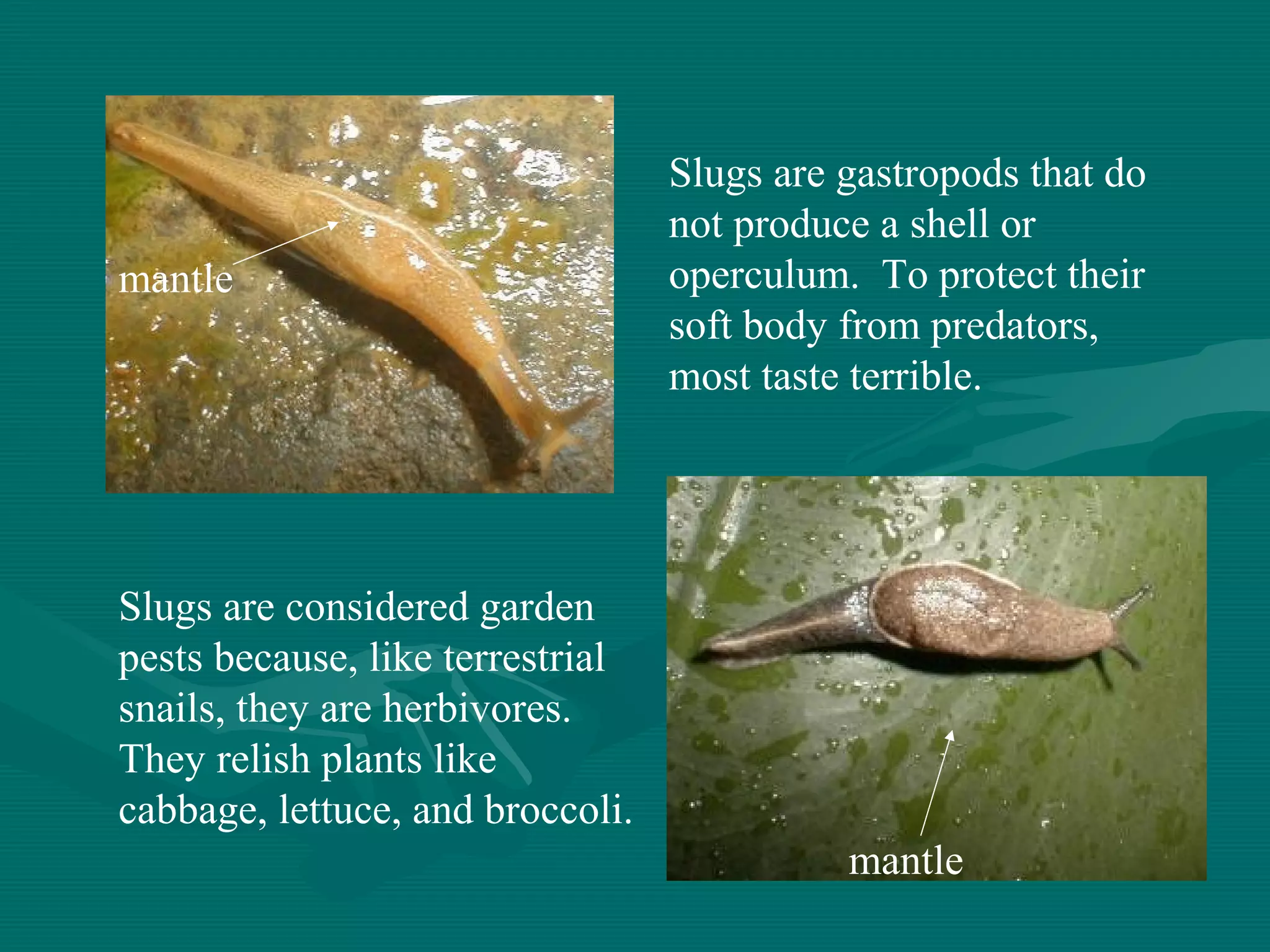 mantle
mantle
Slugs are gastropods that do
not produce a shell or
operculum. To protect their
soft body from predators,
most taste terrible.
Slugs are considered garden
pests because, like terrestrial
snails, they are herbivores.
They relish plants like
cabbage, lettuce, and broccoli.
 