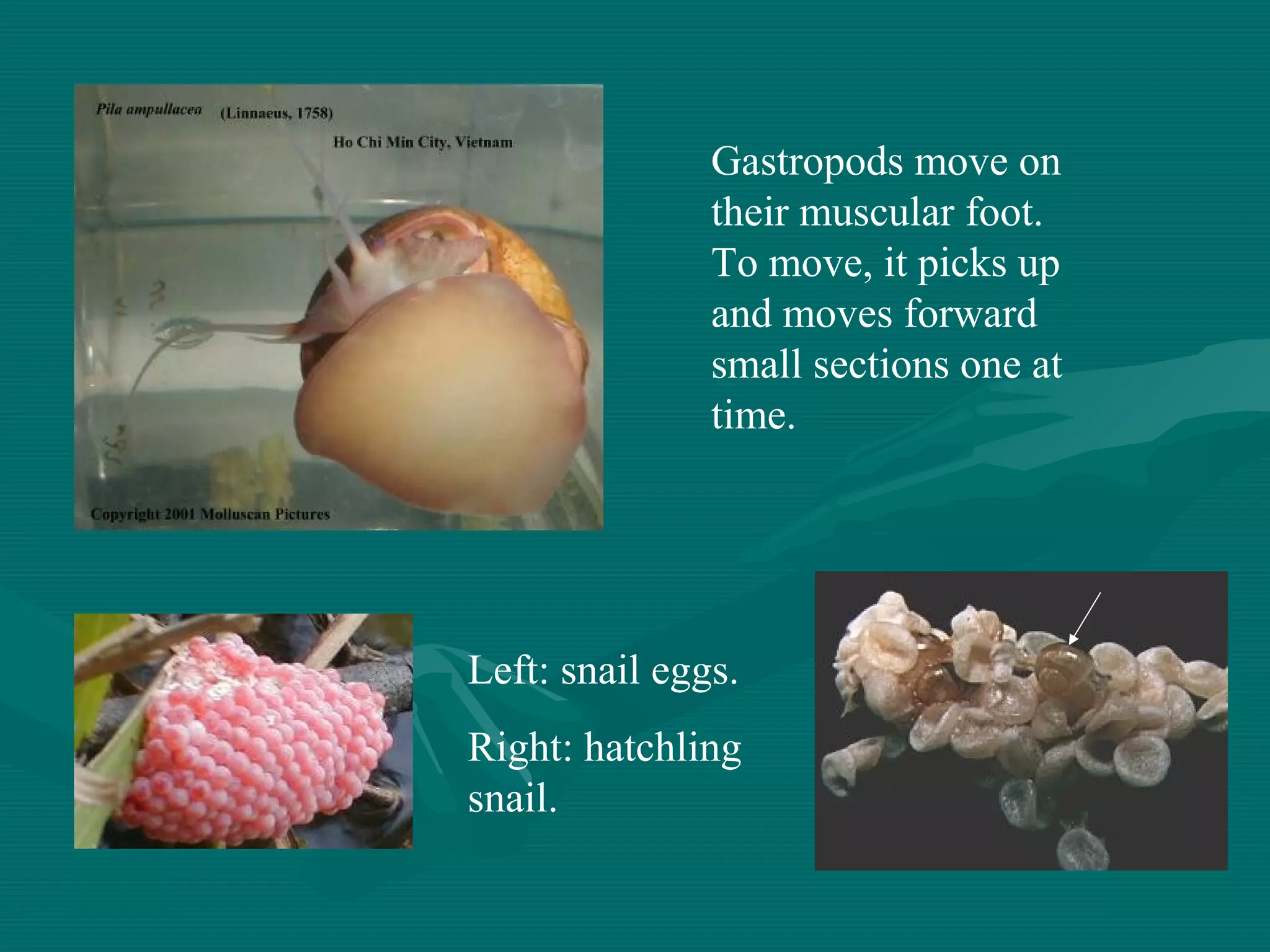 Gastropods move on
their muscular foot.
To move, it picks up
and moves forward
small sections one at
time.
Left: snail eggs.
Right: hatchling
snail.
 