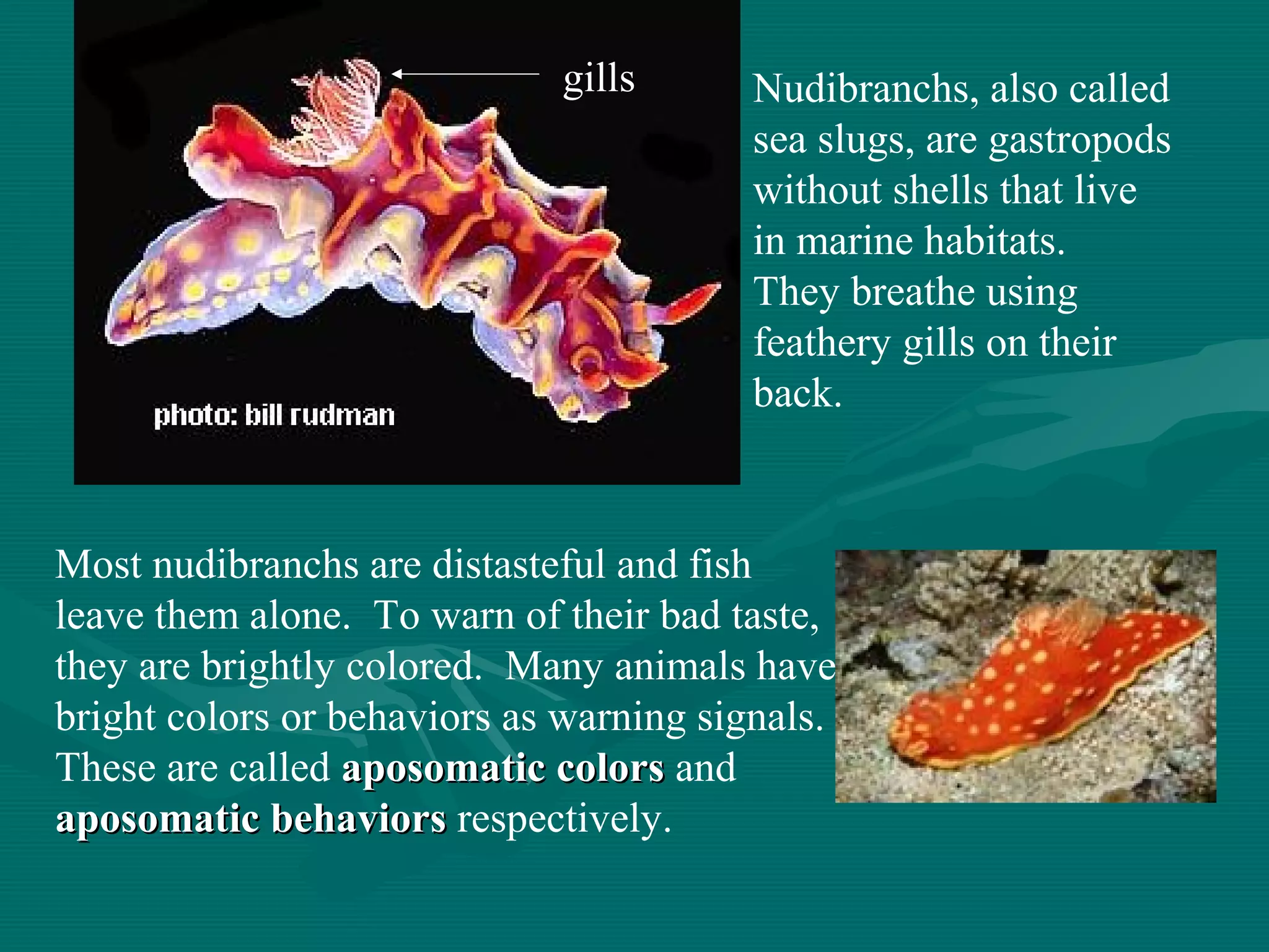 Nudibranchs, also called
sea slugs, are gastropods
without shells that live
in marine habitats.
They breathe using
feathery gills on their
back.
Most nudibranchs are distasteful and fish
leave them alone. To warn of their bad taste,
they are brightly colored. Many animals have
bright colors or behaviors as warning signals.
These are called aposomaticaposomatic colorscolors and
aposomaticaposomatic behaviorsbehaviors respectively.
gills
 