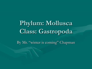 Phylum: MolluscaPhylum: Mollusca
Class: GastropodaClass: Gastropoda
By Mr. “winter is coming” ChapmanBy Mr. “winter is coming” Chapman
 