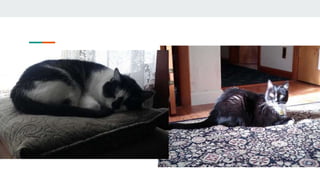 What shape(s) do you see?
 