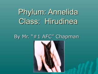 Phylum: AnnelidaPhylum: Annelida
Class: HirudineaClass: Hirudinea
By Mr. “#1 AFC” ChapmanBy Mr. “#1 AFC” Chapman
 