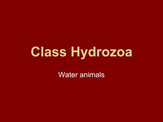 Class Hydrozoa
   Water animals
 