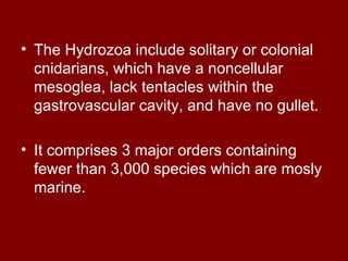 The Hydrocorals

• Are colonial hydrozoans that have a hard
  calcified supporting skeleton.
• The millepore hydrocorals a...