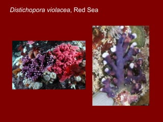 • The stony corals so important in forming
  coral reefs belong to the order
  Madreporaria; they are especially
  charact...
