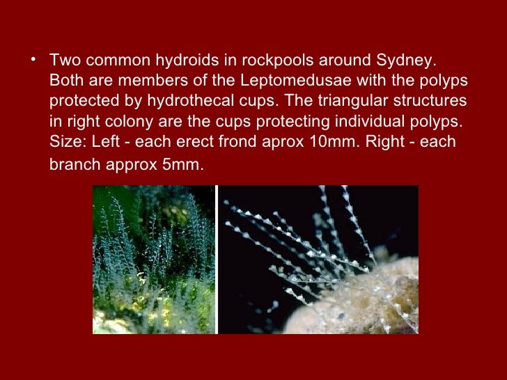 Class hydrozoa and anthozoa