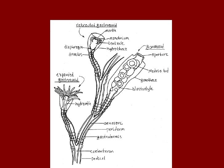 Class hydrozoa and anthozoa