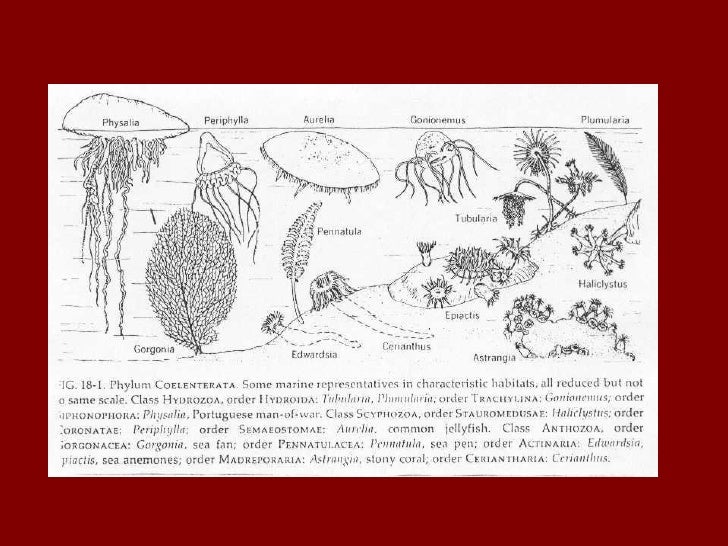 Class hydrozoa and anthozoa