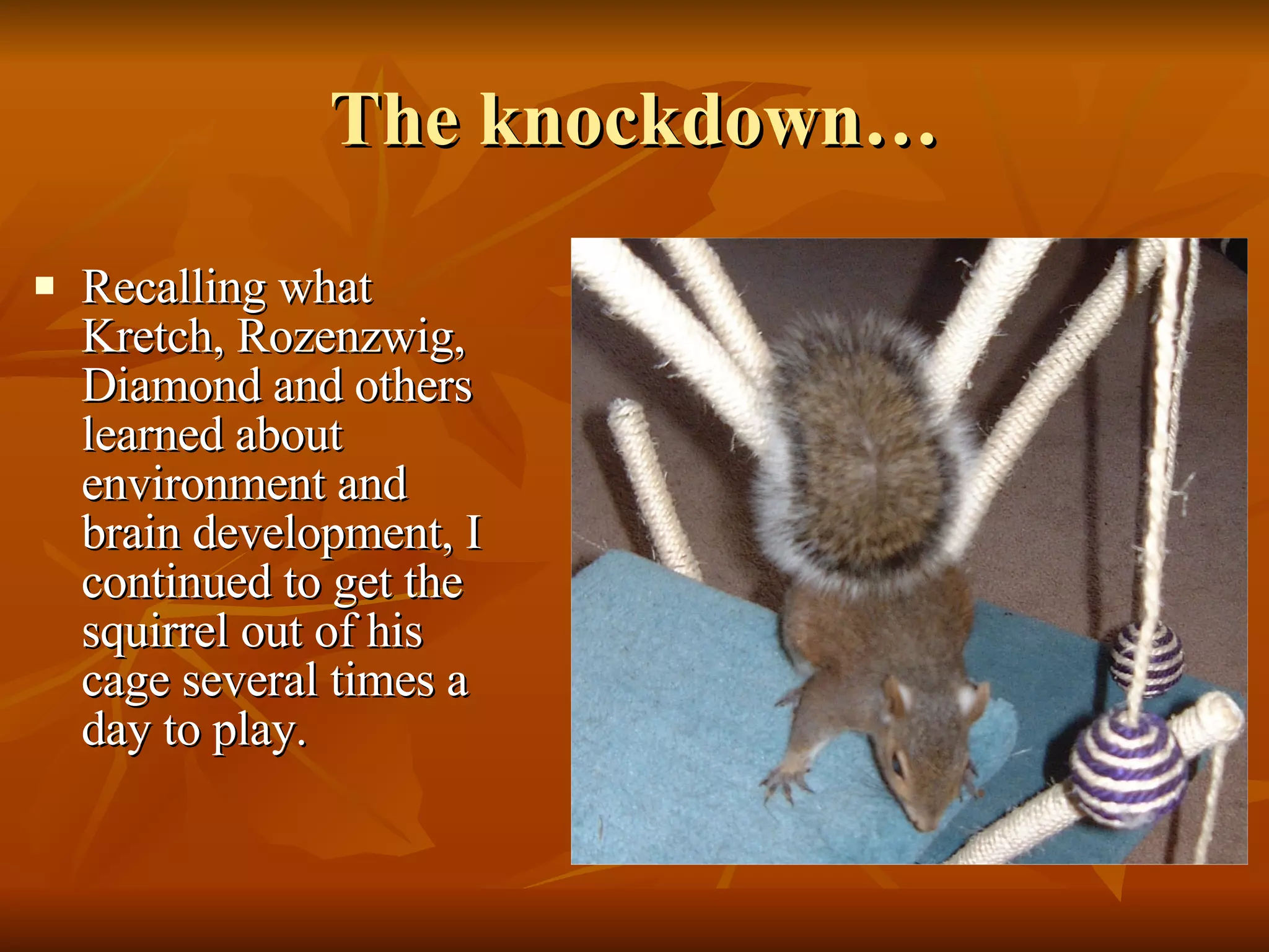 The knockdown… Recalling what Kretch, Rozenzwig, Diamond and others learned about environment and brain development, I continued to get the squirrel out of his cage several times a day to play. 