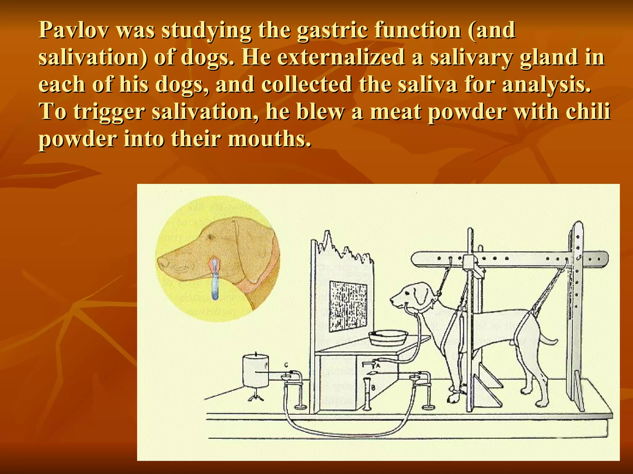 Pavlov was studying the gastric function (and salivation) of dogs. He externalized a salivary gland in each of his dogs, and collected the saliva for analysis. To trigger salivation, he blew a meat powder with chili powder into their mouths. 