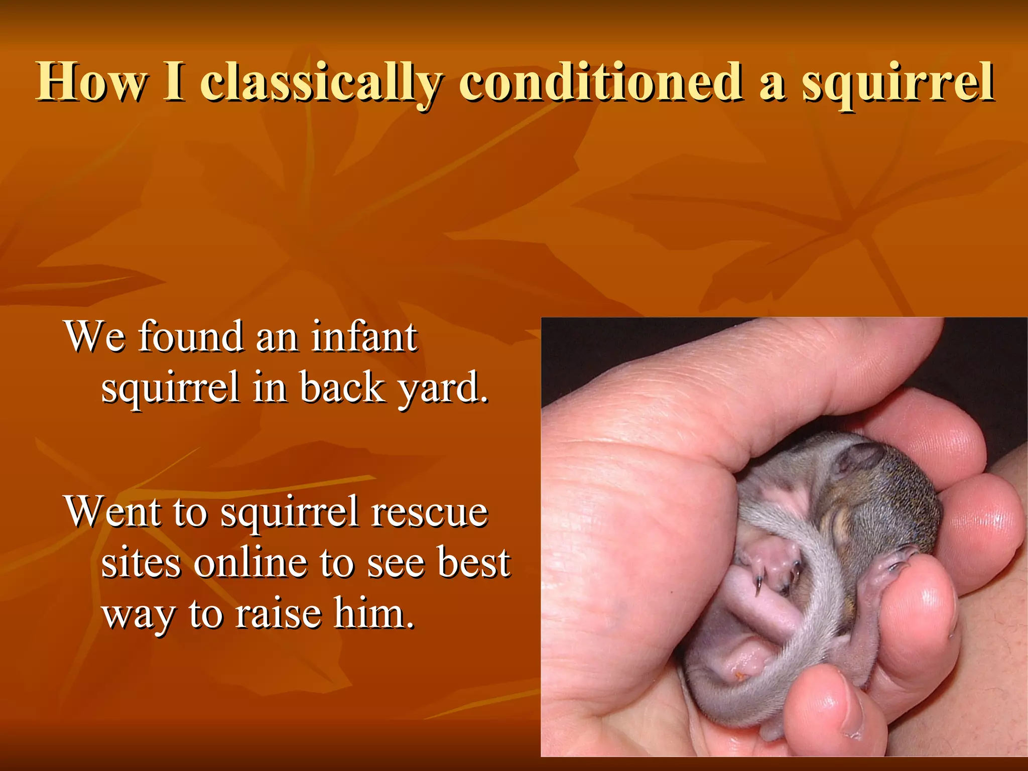 How I classically conditioned a squirrel We found an infant squirrel in back yard. Went to squirrel rescue sites online to see best way to raise him. 