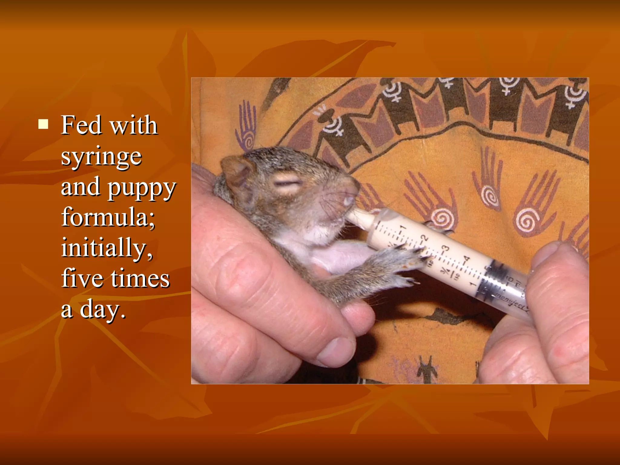 Fed with syringe and puppy formula; initially, five times a day. 