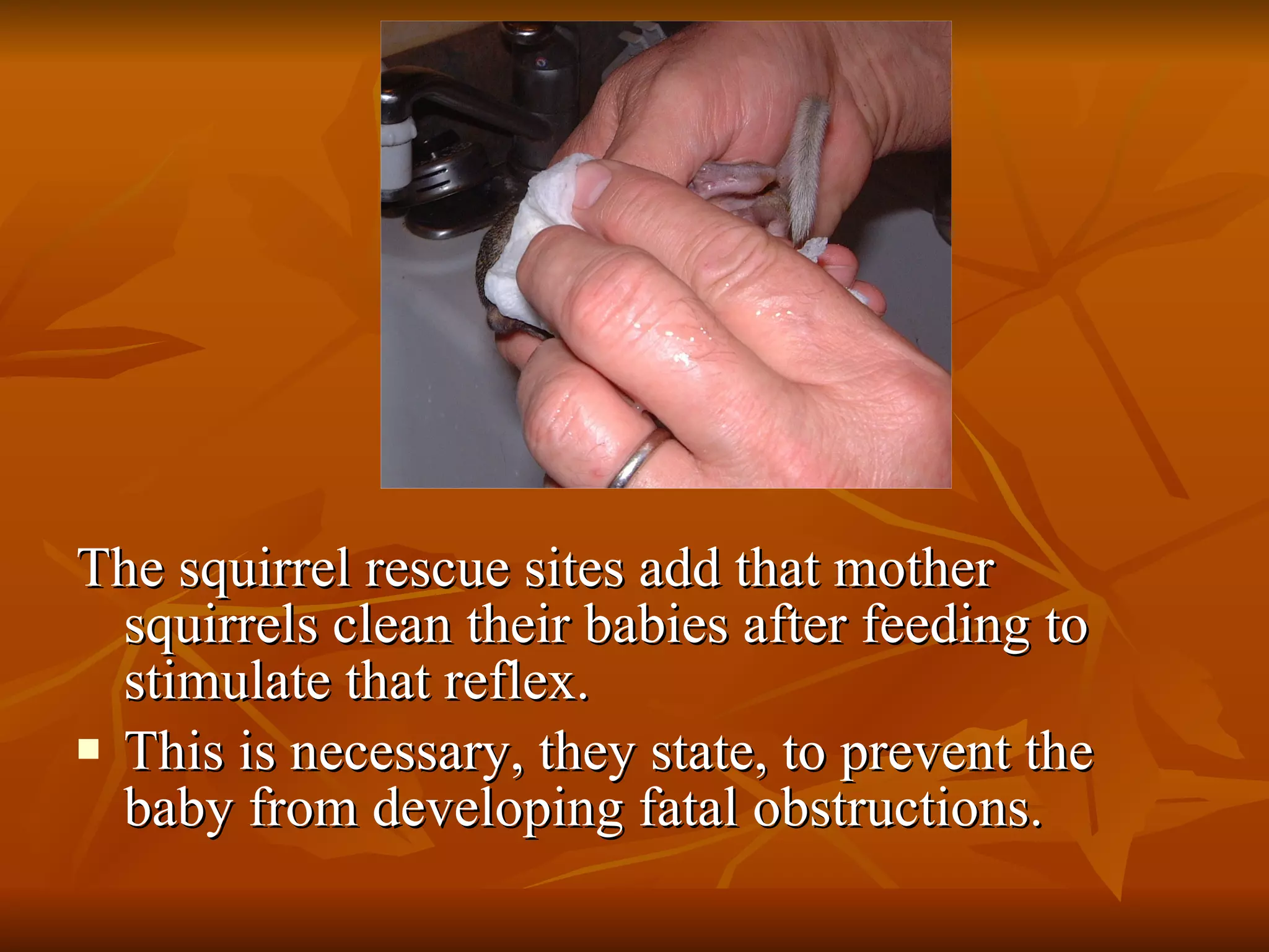 The squirrel rescue sites add that mother squirrels clean their babies after feeding to stimulate that reflex. This is necessary, they state, to prevent the baby from developing fatal obstructions. 