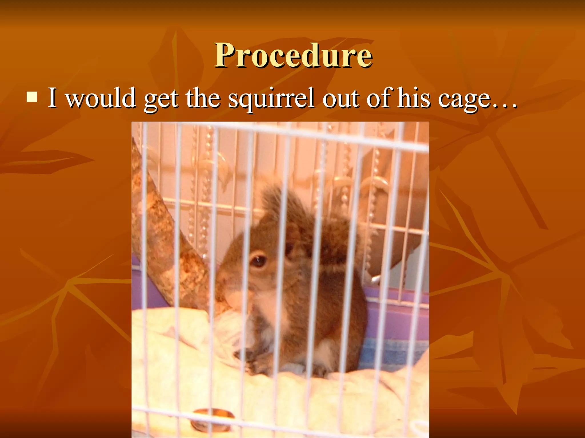Procedure I would get the squirrel out of his cage… 
