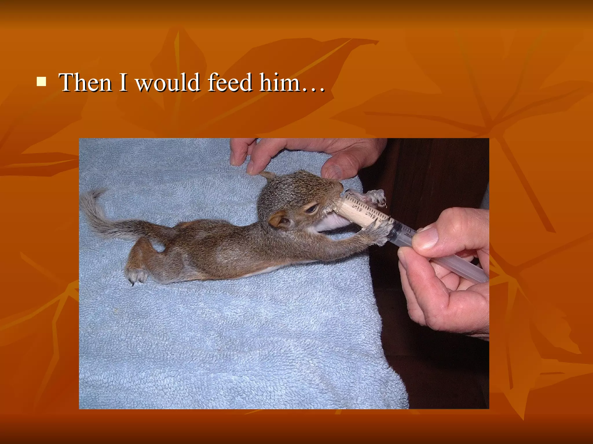 Then I would feed him… 