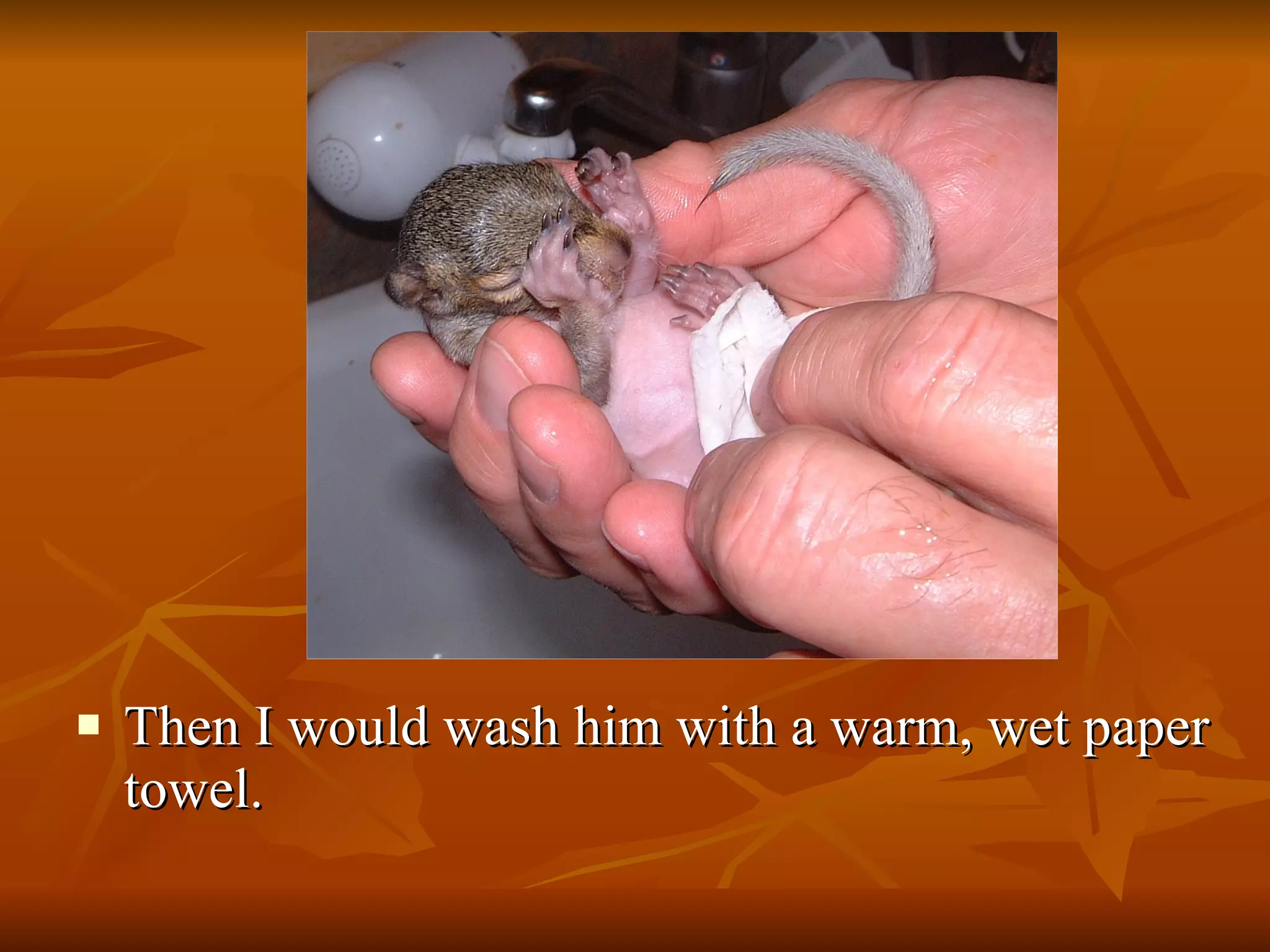 Then I would wash him with a warm, wet paper towel. 