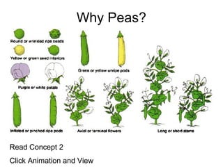 Classical Genetics | PPT