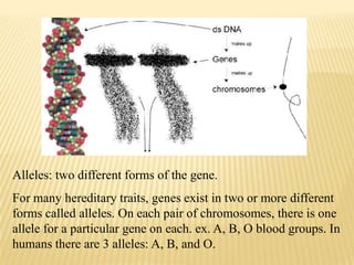 Gene Form Classical and modern genetics | PPTX