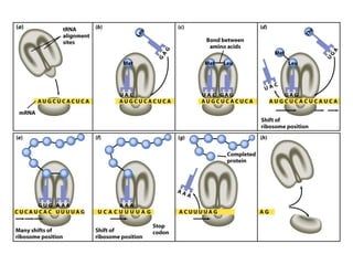 Classical and modern genetics | PPT